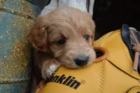 Midge , a female Miniature Goldendoodle for sale in Middlebury, IN – 7 of 7