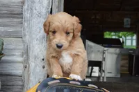 Midge , a female Miniature Goldendoodle for sale in Middlebury, IN – 6 of 7