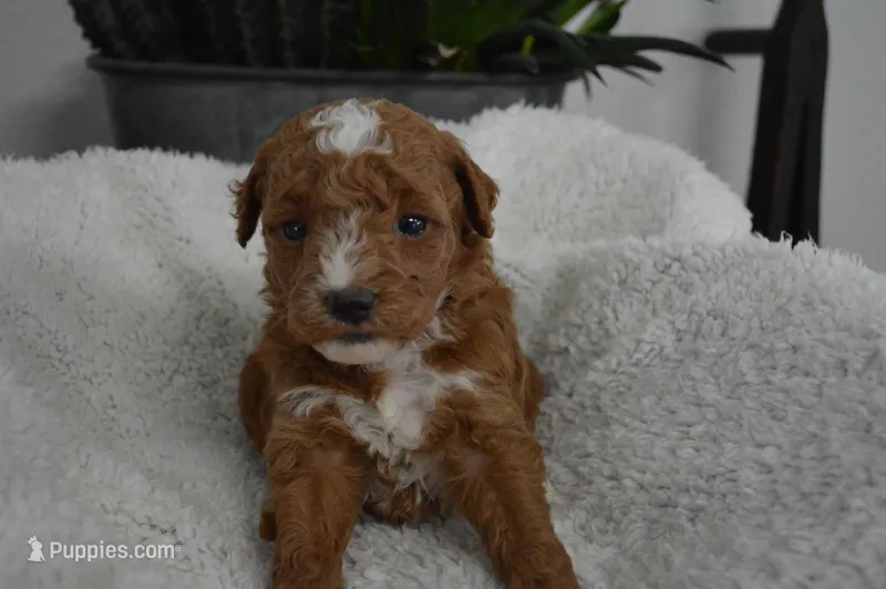 Kaitlyn  – Miniature Goldendoodle puppy for sale in Middlebury, IN