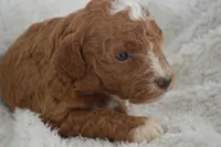 Kaitlyn , a female Miniature Goldendoodle for sale in Middlebury, IN – Photo 3 of 3