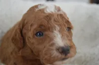 Kaitlyn , a female Miniature Goldendoodle for sale in Middlebury, IN – Photo 1 of 3