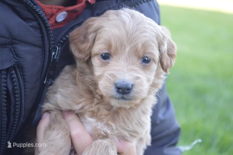 Midge  – Miniature Goldendoodle puppy for sale in Middlebury, IN