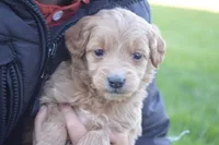 Midge , a female Miniature Goldendoodle for sale in Middlebury, IN – 1 of 3