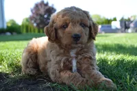 Remmy, a male Miniature Goldendoodle for sale in Middlebury, IN – 4 of 10