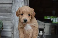 Midge , a female Miniature Goldendoodle for sale in Middlebury, IN – 5 of 7