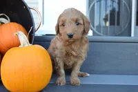 Milo, a male Miniature Goldendoodle for sale in Middlebury, IN – 4 of 4