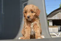 Alita , a female Miniature Goldendoodle for sale in Middlebury, IN – 2 of 8