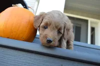 Milo, a male Miniature Goldendoodle for sale in Middlebury, IN – 1 of 4
