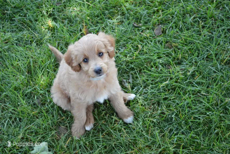 Midge  – Miniature Goldendoodle puppy for sale in Middlebury, IN
