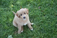 Midge , a female Miniature Goldendoodle for sale in Middlebury, IN – 4 of 9
