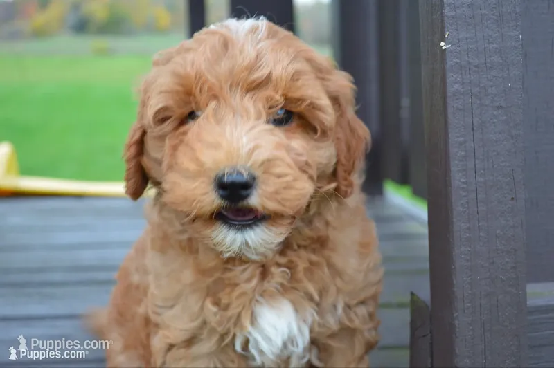 Remi – Miniature Goldendoodle puppy for sale in Middlebury, IN