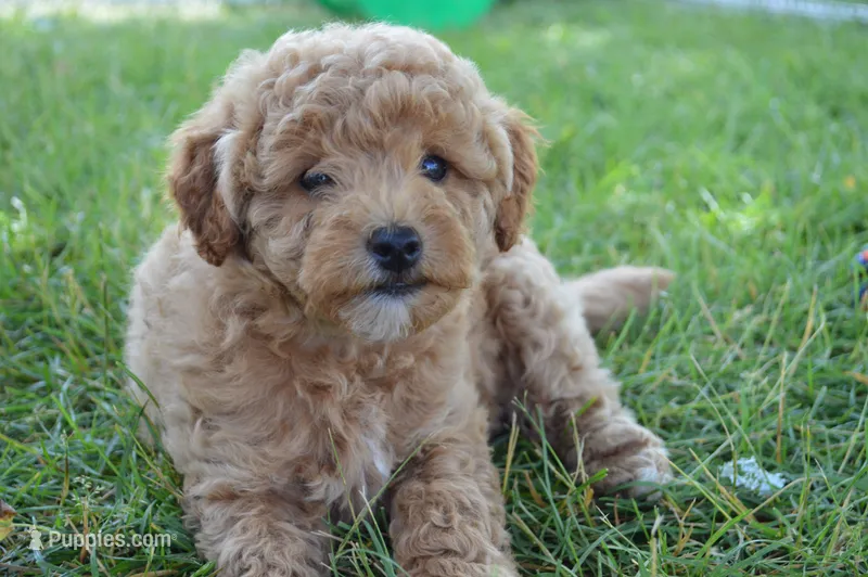 Daisy  – Miniature Goldendoodle puppy for sale in Middlebury, IN