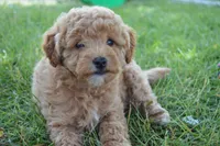 Daisy , a female Miniature Goldendoodle for sale in Middlebury, IN – 4 of 8