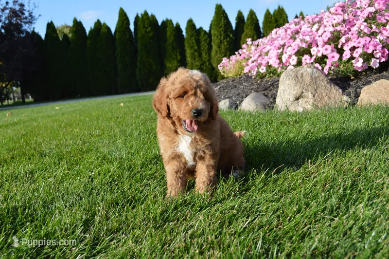 Arlo – Miniature Goldendoodle puppy for sale in Middlebury, IN