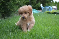 Midge , a female Miniature Goldendoodle for sale in Middlebury, IN – 3 of 9