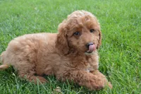 Mimi, a female Miniature Goldendoodle for sale in Middlebury, IN – 2 of 9