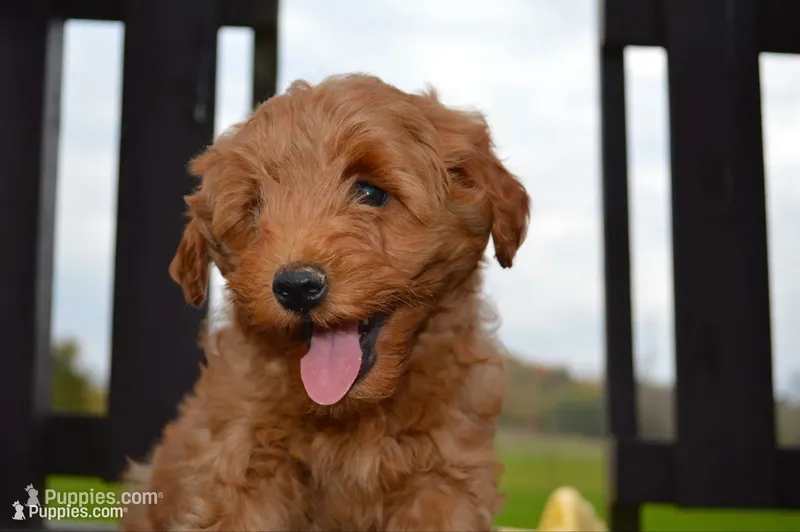 Milo – Miniature Goldendoodle puppy for sale in Middlebury, IN