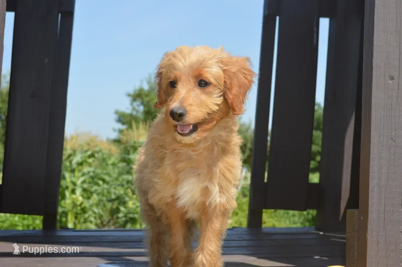 Midge  – Miniature Goldendoodle puppy for sale in Middlebury, IN