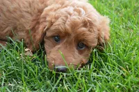 Mimi, a female Miniature Goldendoodle for sale in Middlebury, IN – 4 of 9