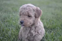 Daisy , a female Miniature Goldendoodle for sale in Middlebury, IN – 2 of 4