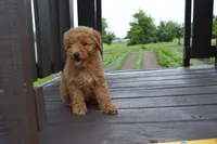 Daisy , a female Miniature Goldendoodle for sale in Middlebury, IN – 2 of 8
