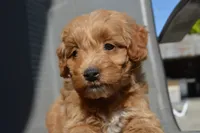 Alita , a female Miniature Goldendoodle for sale in Middlebury, IN – 3 of 8
