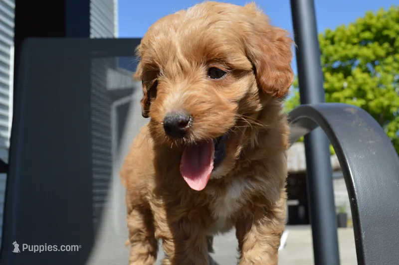 Alita  – Miniature Goldendoodle puppy for sale in Middlebury, IN