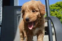 Alita , a female Miniature Goldendoodle for sale in Middlebury, IN – 1 of 8