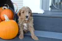Remi, a male Miniature Goldendoodle for sale in Middlebury, IN – 3 of 4