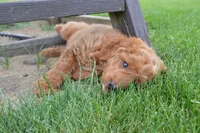 Mimi, a female Miniature Goldendoodle for sale in Middlebury, IN – 3 of 9