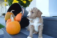 Atlas, a male Miniature Goldendoodle for sale in Middlebury, IN – 2 of 4