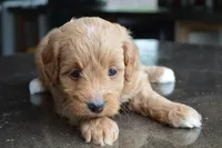 Alita , a female Miniature Goldendoodle for sale in Middlebury, IN – 6 of 8