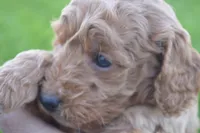 Mimi, a female Miniature Goldendoodle for sale in Middlebury, IN – 2 of 3