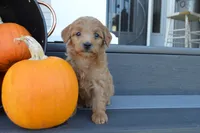 Theo, a male Miniature Goldendoodle for sale in Middlebury, IN – 1 of 4