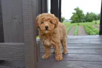Daisy , a female Miniature Goldendoodle for sale in Middlebury, IN – 3 of 8