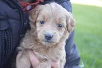 Midge , a female Miniature Goldendoodle for sale in Middlebury, IN – 2 of 3