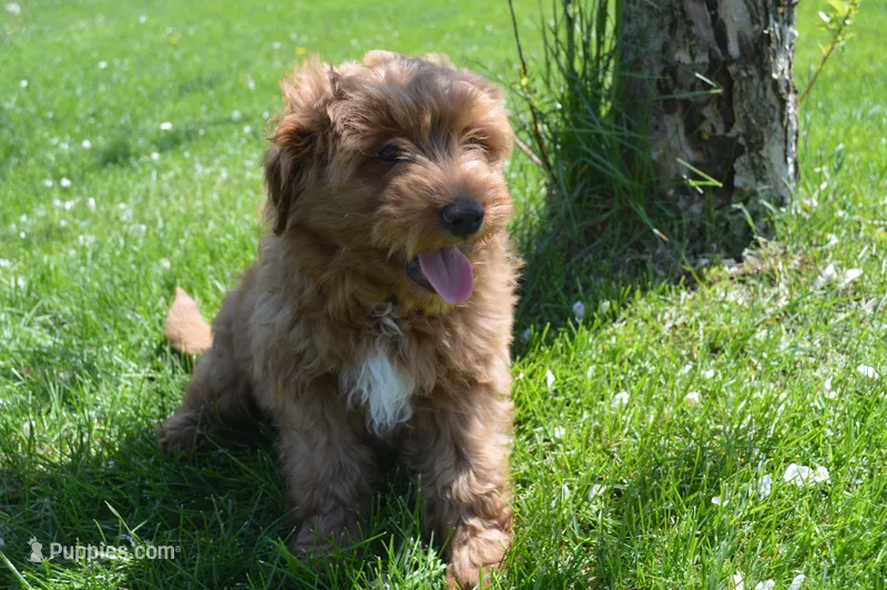 Shaq – Miniature Goldendoodle puppy for sale in Middlebury, IN