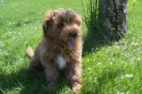 Shaq, a male Miniature Goldendoodle for sale in Middlebury, IN – Photo 1 of 10
