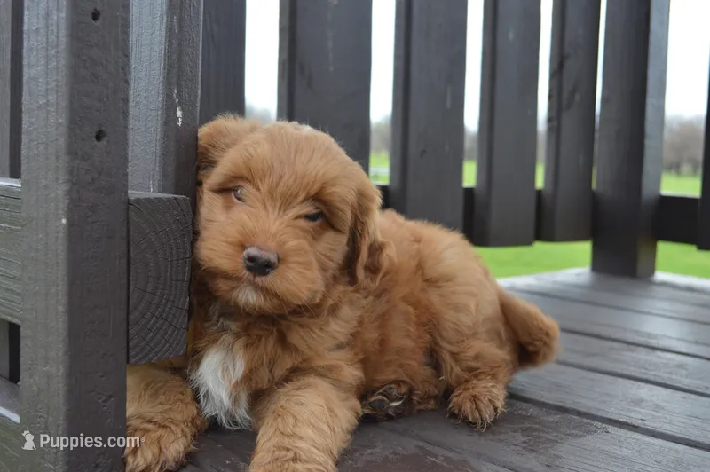 Shaq – Miniature Goldendoodle puppy for sale in Middlebury, IN