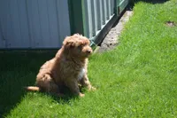 Shaq, a male Miniature Goldendoodle for sale in Middlebury, IN – Photo 10 of 10