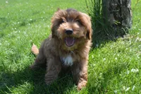 Shaq, a male Miniature Goldendoodle for sale in Middlebury, IN – Photo 4 of 10