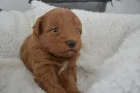 Shaq, a male Miniature Goldendoodle for sale in Middlebury, IN – Photo 1 of 3