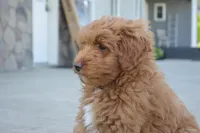 Shaq, a male Miniature Goldendoodle for sale in Middlebury, IN – Photo 9 of 10