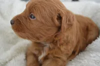 Shaq, a male Miniature Goldendoodle for sale in Middlebury, IN – Photo 2 of 3