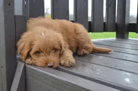 Shaq, a male Miniature Goldendoodle for sale in Middlebury, IN – Photo 6 of 10