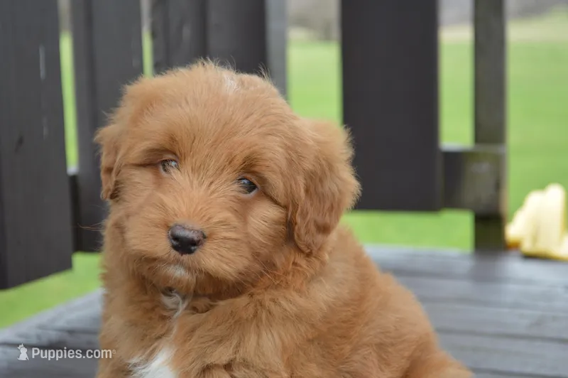 Shaq – Miniature Goldendoodle puppy for sale in Middlebury, IN