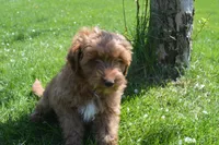 Shaq, a male Miniature Goldendoodle for sale in Middlebury, IN – Photo 5 of 10