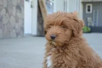 Shaq, a male Miniature Goldendoodle for sale in Middlebury, IN – Photo 3 of 10