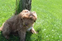 Shaq, a male Miniature Goldendoodle for sale in Middlebury, IN – Photo 7 of 10