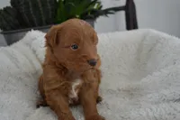 Shaq, a male Miniature Goldendoodle for sale in Middlebury, IN – Photo 3 of 3